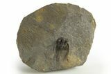 Rare Cyphaspis Eximia With Four Horns #310627-5